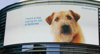 Un perro en un panel que realmente sigue a las personas