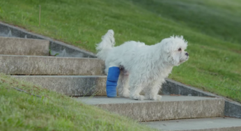 Amazon y un perro enyesado conmueven en Internet