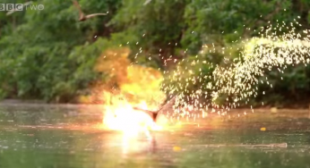 Esto es lo que pasaría si Michael Bay hiciera documentales con animales