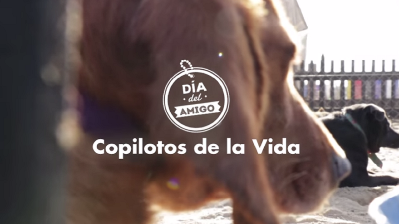 El nuevo Dog Kit de Fiat: en coche con tu mascota 