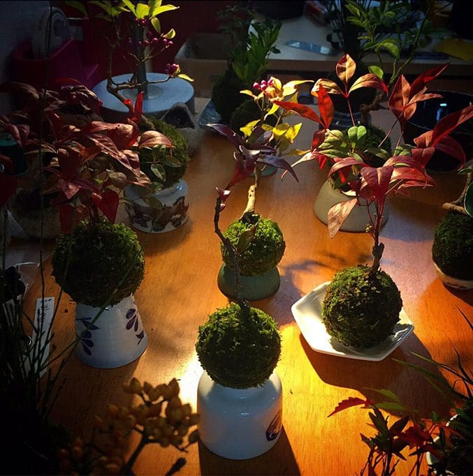 bonsai-magico-flotante-6