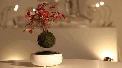 bonsai-magico-flotante-gif
