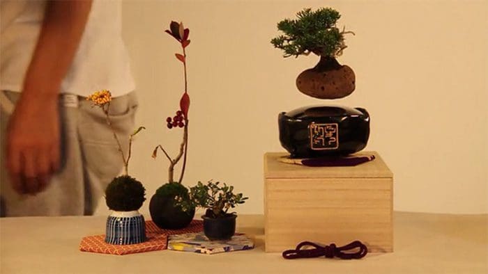 bonsai-magicos-flotantes-2