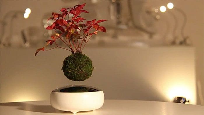 bonsai-magicos-flotantes