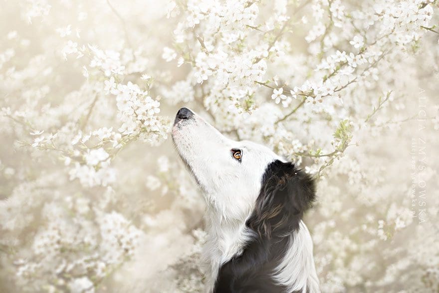 dog-13