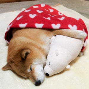 dog-shiba-inu-sleeps-teddy-bear-same-position-maru-17