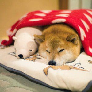 dog-shiba-inu-sleeps-teddy-bear-same-position-maru-29