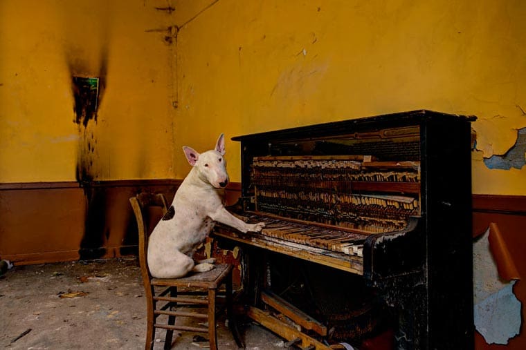 fotógrafo-recorre-Europa-fotografiando-a-su-Bull-Terrier-10