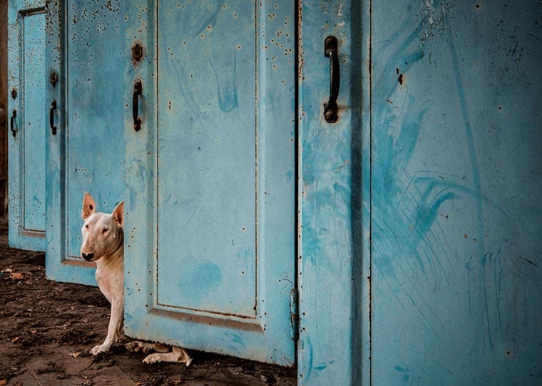 fotógrafo-recorre-Europa-fotografiando-a-su-Bull-Terrier-11