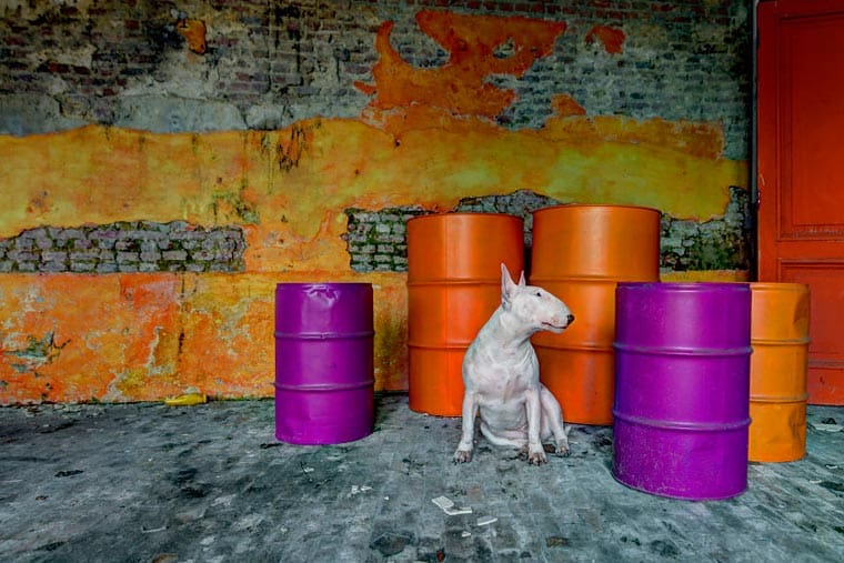 fotógrafo-recorre-Europa-fotografiando-a-su-Bull-Terrier-15