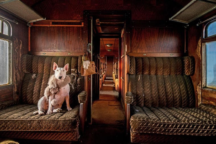 fotógrafo-recorre-Europa-fotografiando-a-su-Bull-Terrier-16