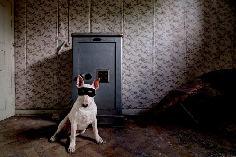 fotógrafo-recorre-Europa-fotografiando-a-su-Bull-Terrier-17
