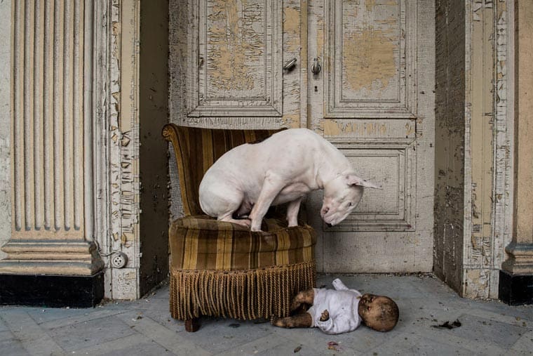 fotógrafo-recorre-Europa-fotografiando-a-su-Bull-Terrier-2