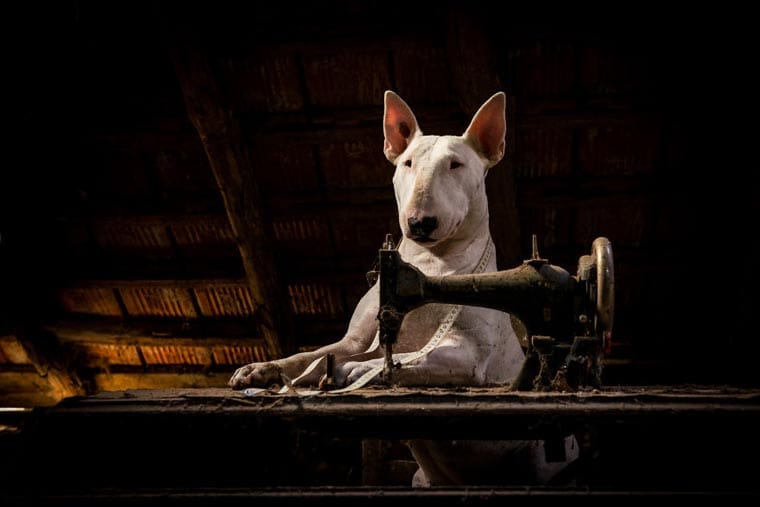 fotógrafo-recorre-Europa-fotografiando-a-su-Bull-Terrier-4