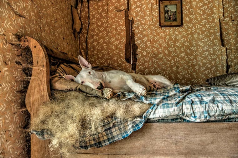 fotógrafo-recorre-Europa-fotografiando-a-su-Bull-Terrier-7