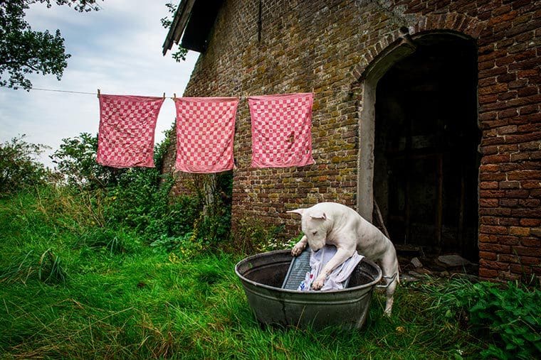 fotógrafo-recorre-Europa-fotografiando-a-su-Bull-Terrier-8