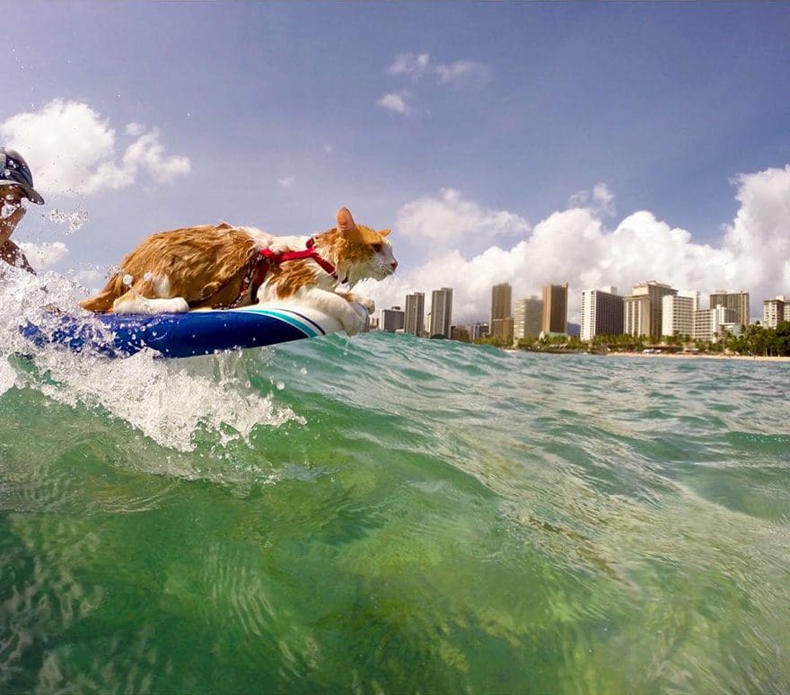 gato-con-un-solo-ojo-surfea-en-hawaii-1