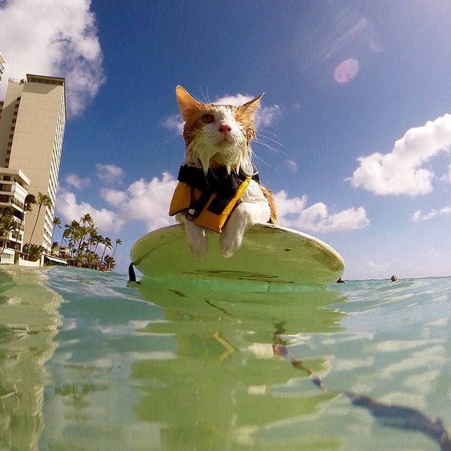 gato-con-un-solo-ojo-surfea-en-hawaii-4