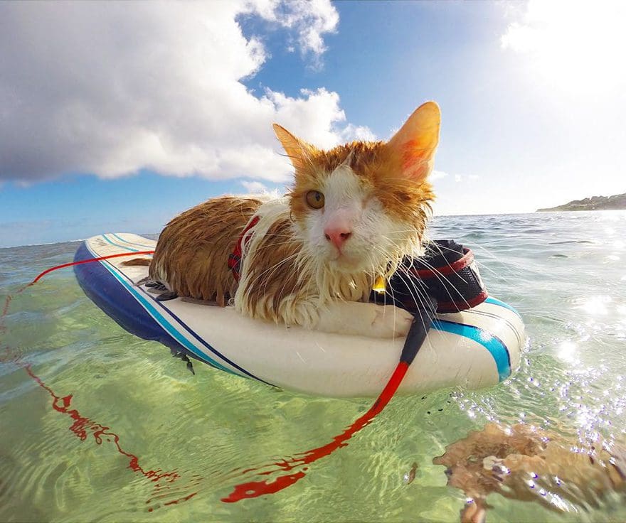 gato-con-un-solo-ojo-surfea-en-hawaii-7