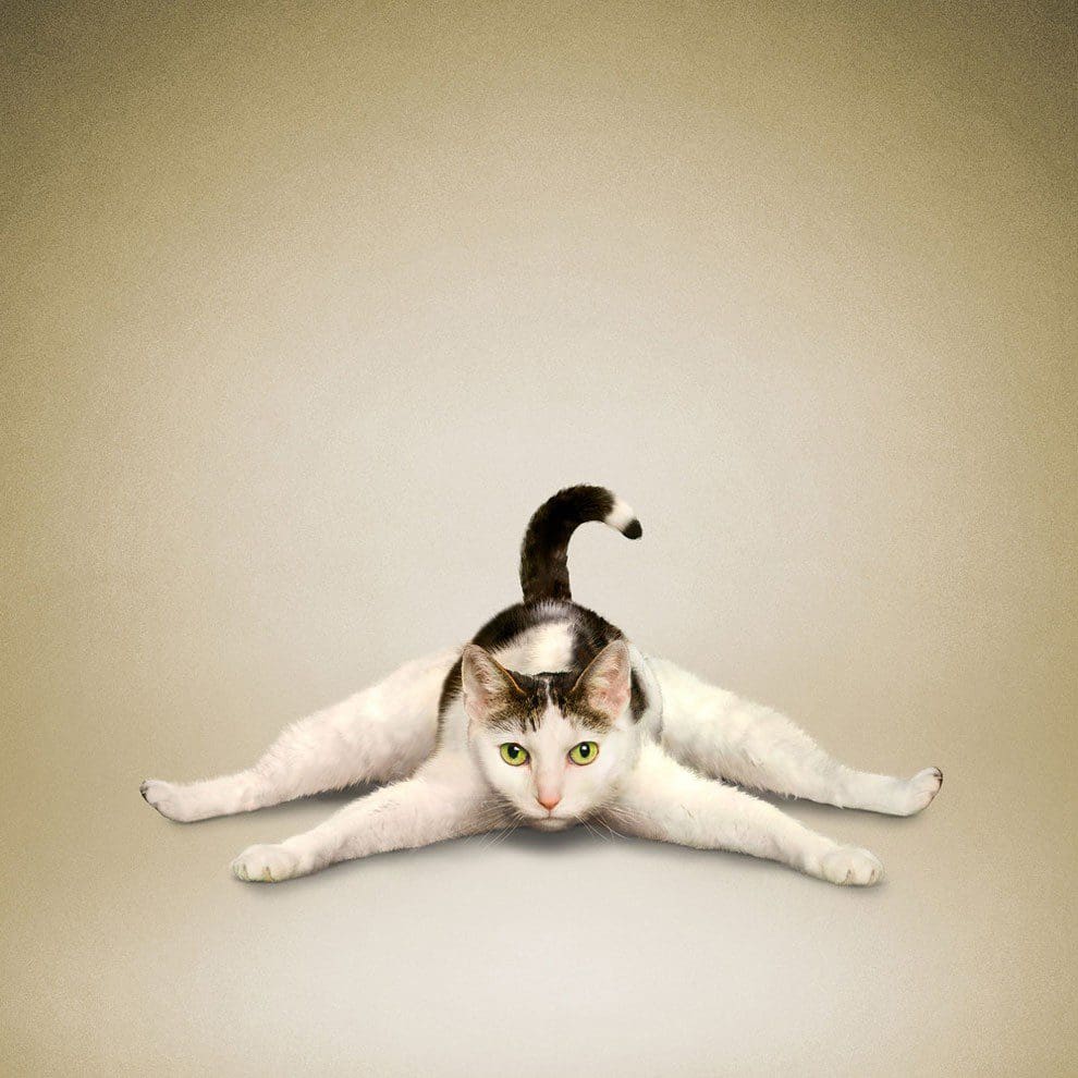 Nada más tierno y motivador que estos gatos y perros haciendo Yoga 002