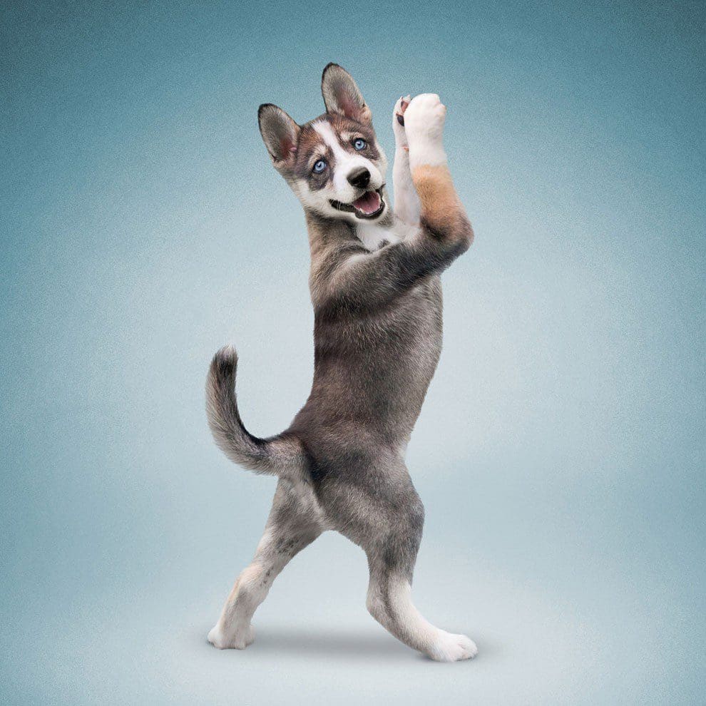 Nada más tierno y motivador que estos gatos y perros haciendo Yoga 006