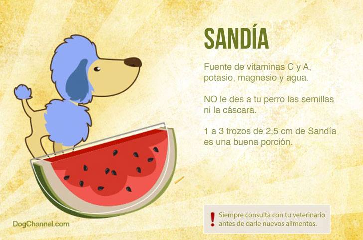 que darle de comer a mi perro