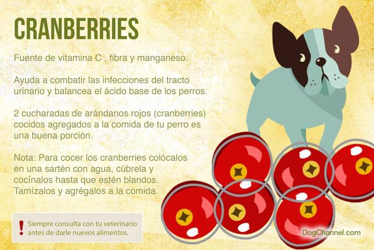 Qué frutas puedo darle de comer a mi perro cramberries