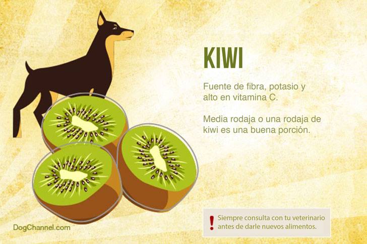 Qué frutas puedo darle de comer a mi perro kiwi
