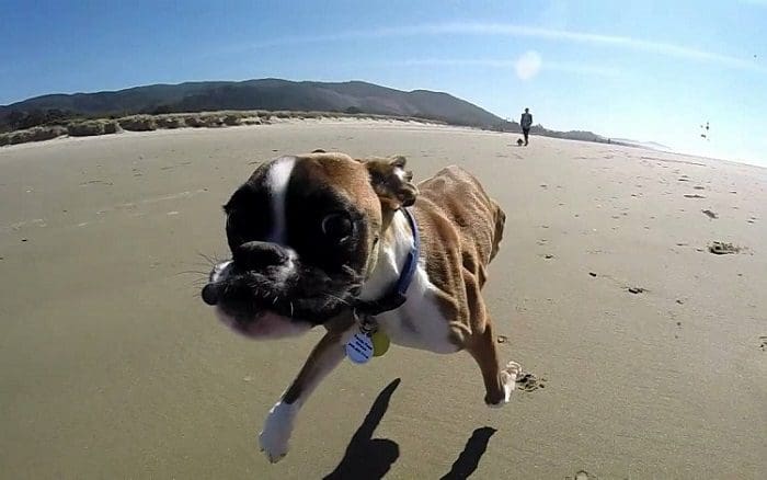 perros-playa-corriendo-03