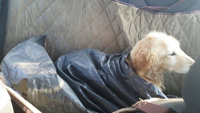 Esta perrita perdió sus 4 patas en un matadero en Corea del Sur. El motivo los destrozará 01