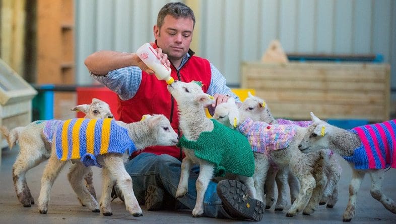 With spring upon us, secret knitters have donated little jackets to keep these lambs at Avon Valley Adventure and Wildlife Park warm and snug. See SWNS story SWLAMB; The team at Avon Valley are keen to find out who made the jumpers as they would like to thank them in person. The Keynsham park's manager Doug Douglas (pictured) said: "Monday morning I received an anonymous package which included eight fantastic hand knitted perfectly sized lamb jackets. They are wonderfully coloured and certainly brighten up our animal handling barn." The farm already has its own plastic jackets which can help increase the lambs' survival chances.