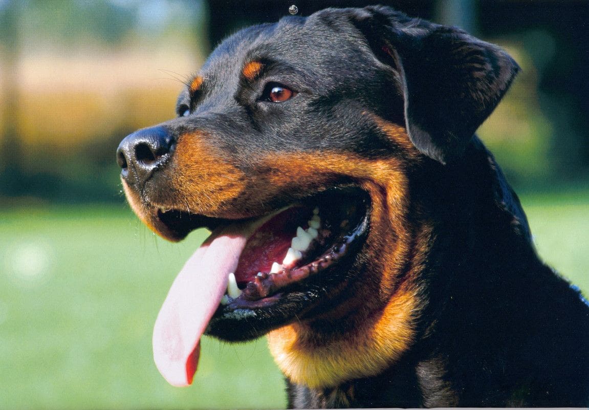 Las 10 razas de perros más inteligentes Rottweiler