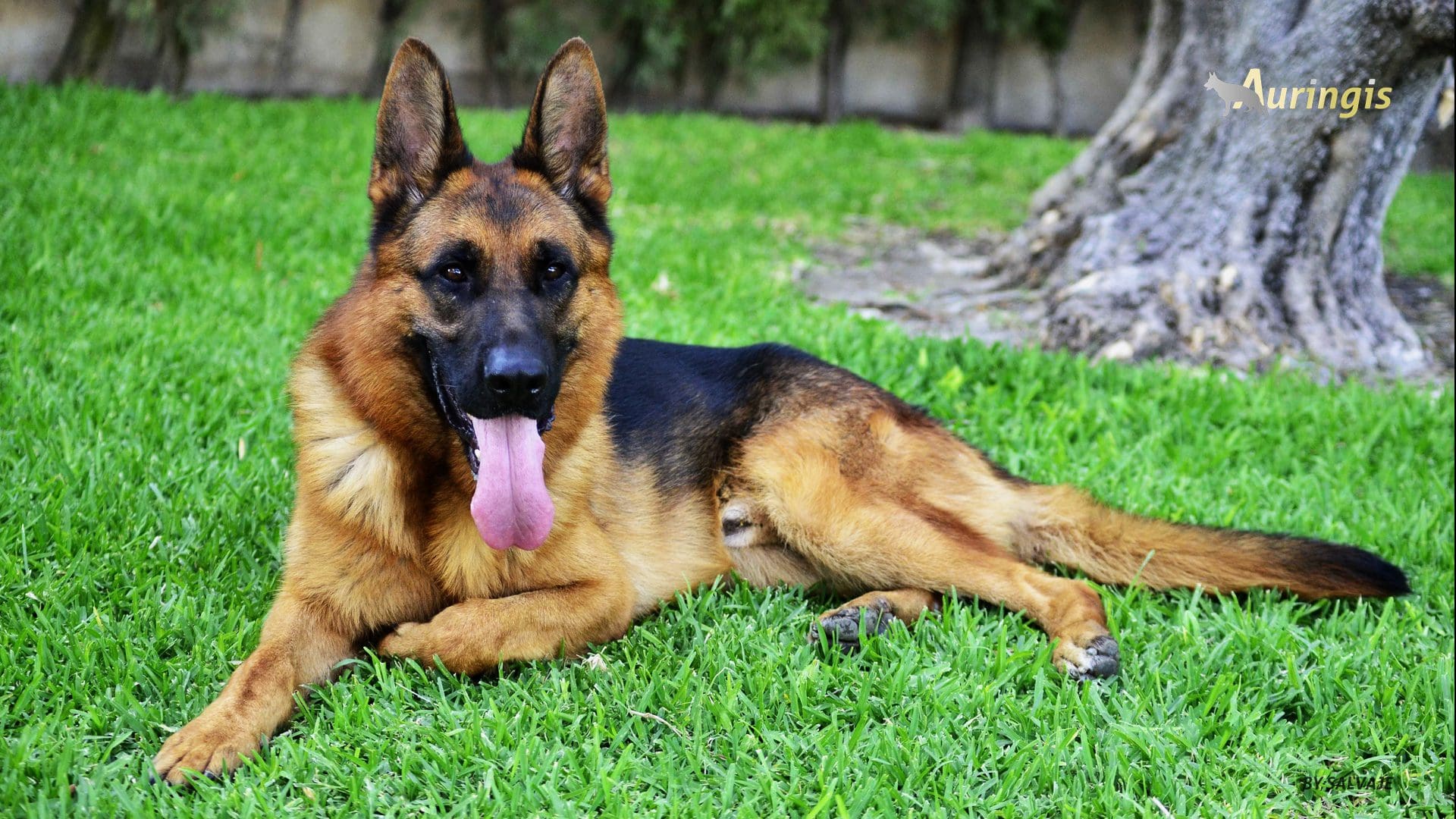 Las 10 razas de perros más inteligentes pastor aleman