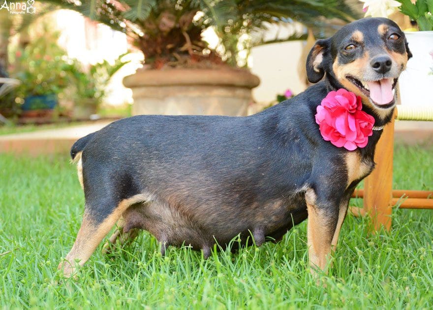 fotos-embarazo-perro-lilica-ana-paula-grillo-6