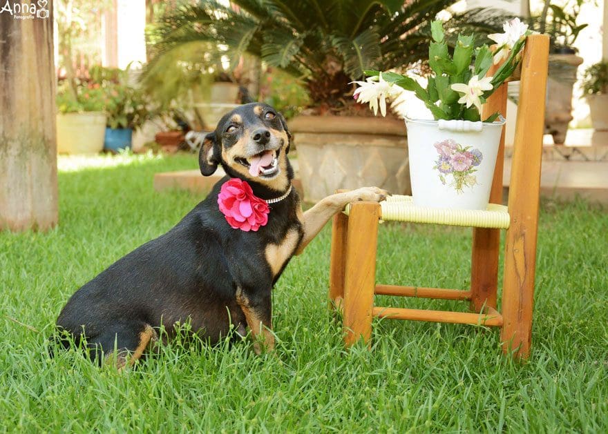 fotos-embarazo-perro-lilica-ana-paula-grillo-9
