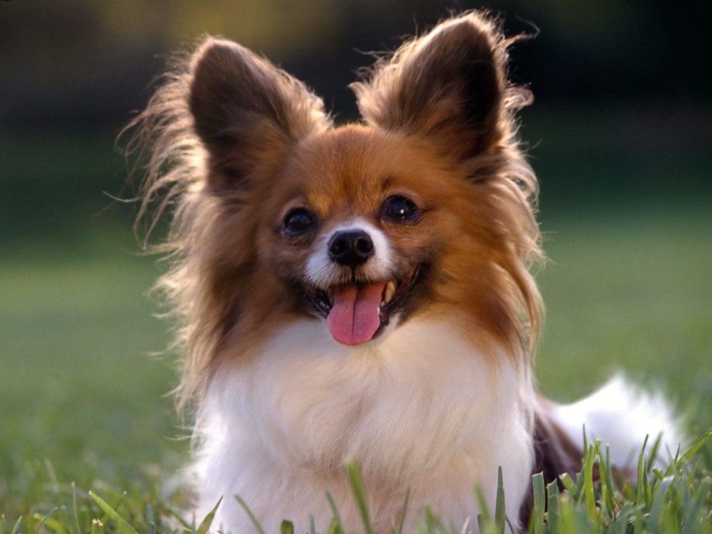 Las 10 razas de perros más inteligentes papillon