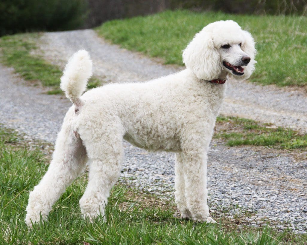 Las 10 razas de perros más inteligentes poodle1