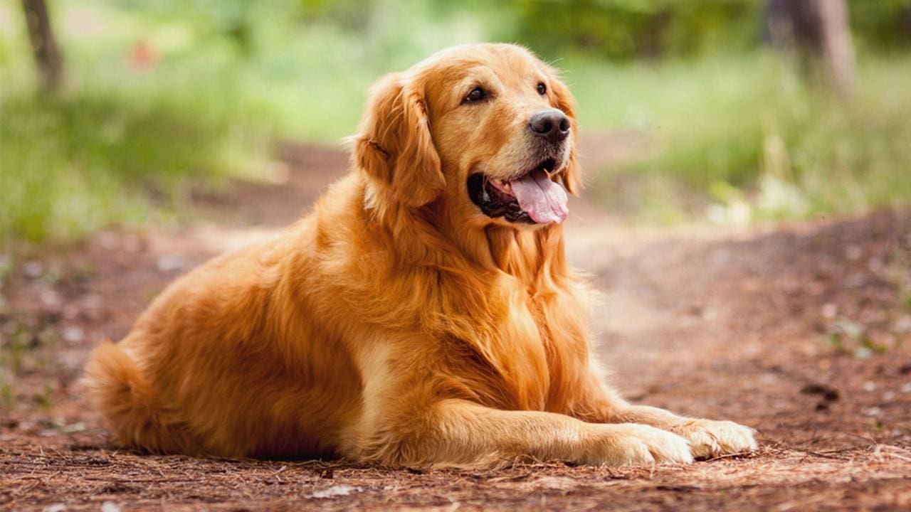 Las 10 razas de perros más inteligentes -golden-retriever