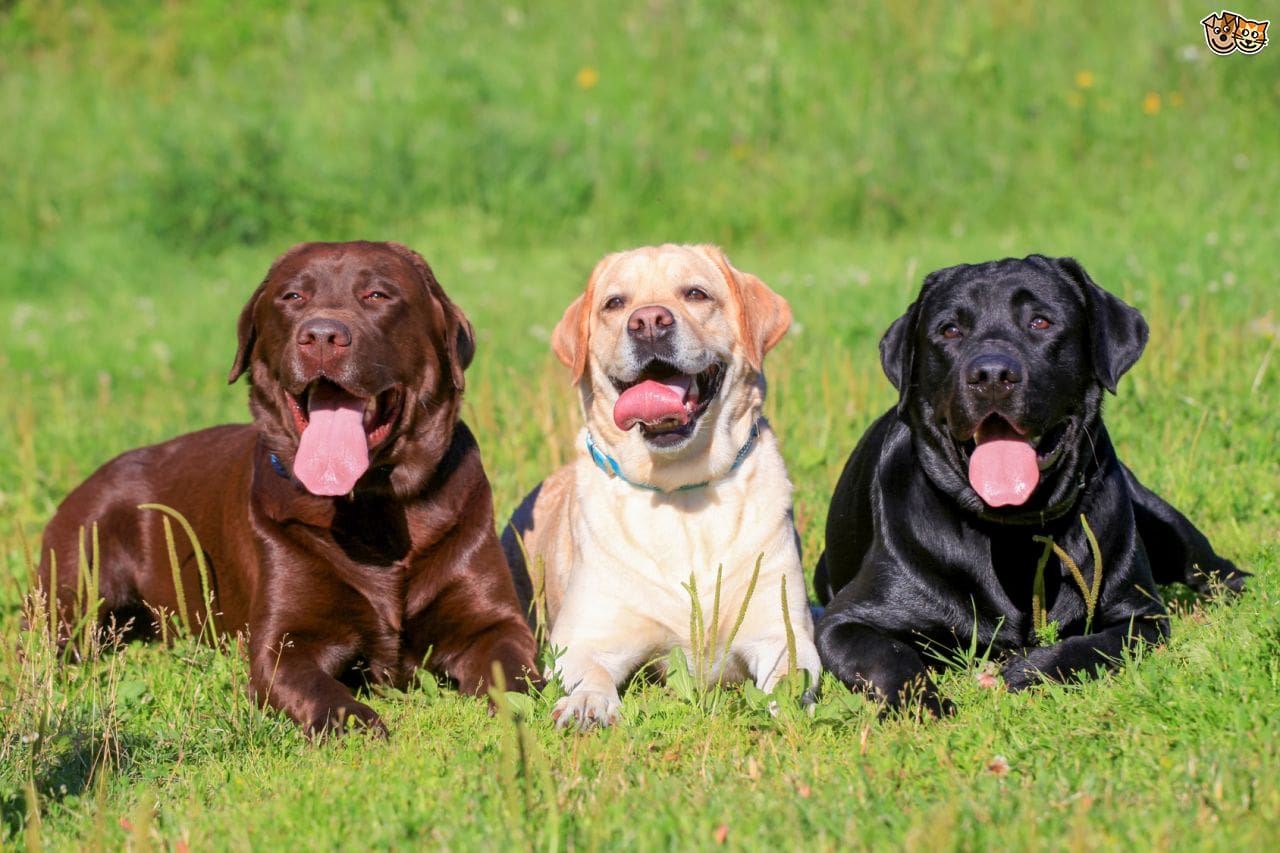 Las 10 razas de perros más inteligentes labrador 