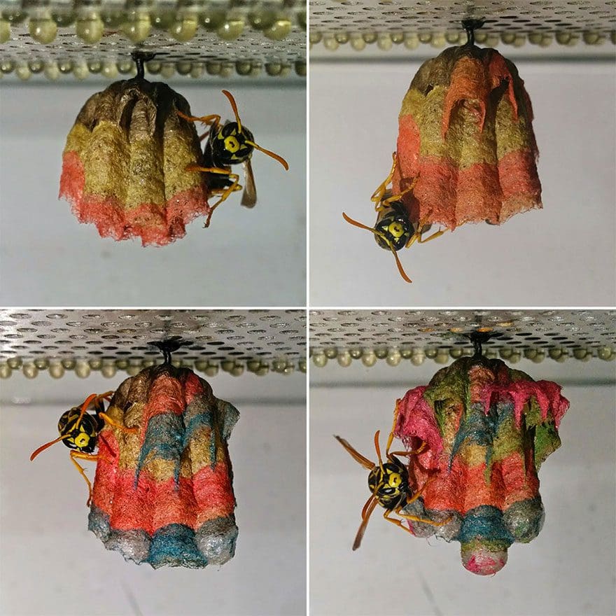 Avispas construyen nidos arcoíris hechos de papel 