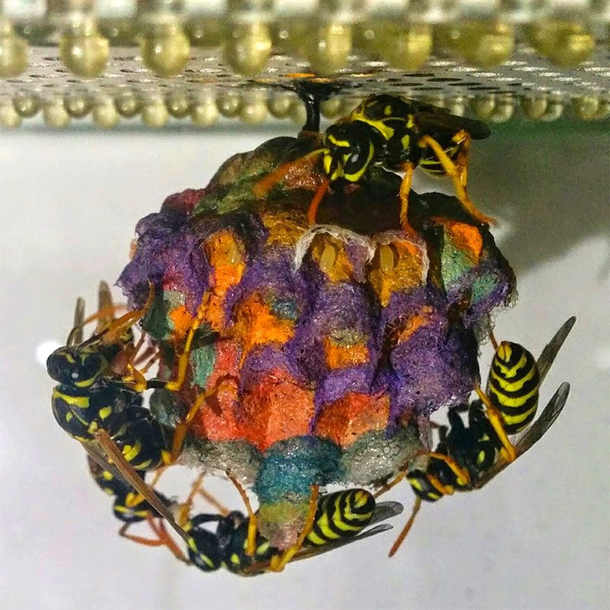 Avispas construyen nidos arcoíris hechos de papel 5