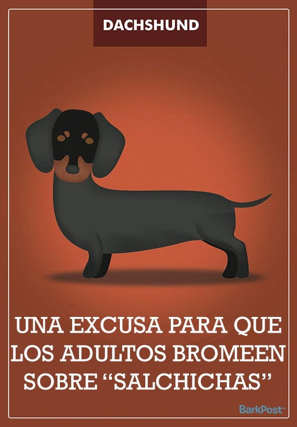 Eslóganes de razas de perro que ironizan con sus estereotipos dachshund