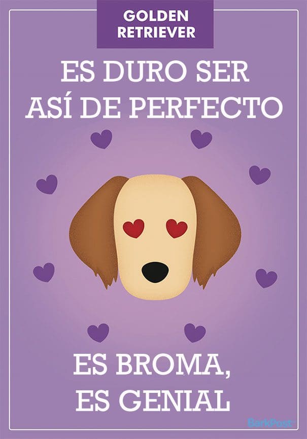 Eslóganes de razas de perro que ironizan con sus estereotipos golden retriever
