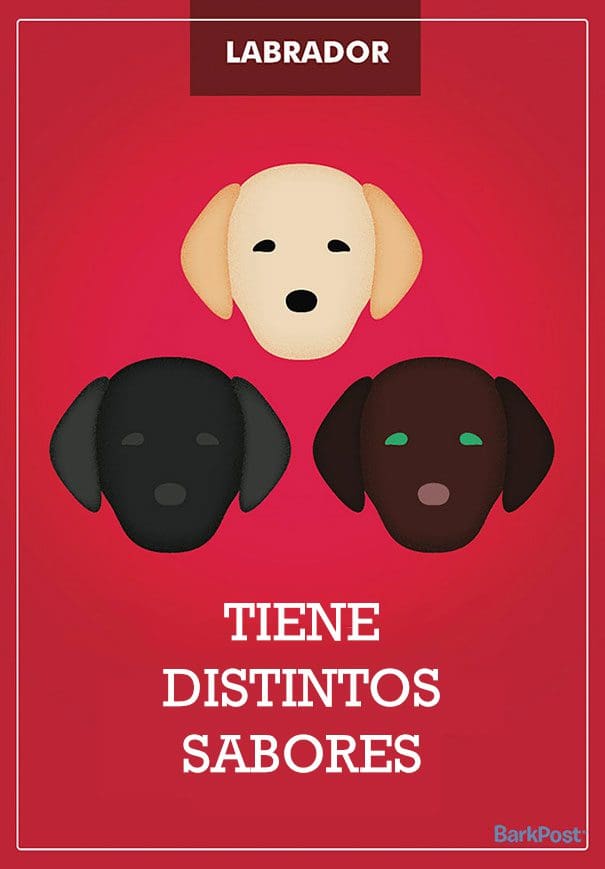 Eslóganes de razas de perro que ironizan con sus estereotipos labrador