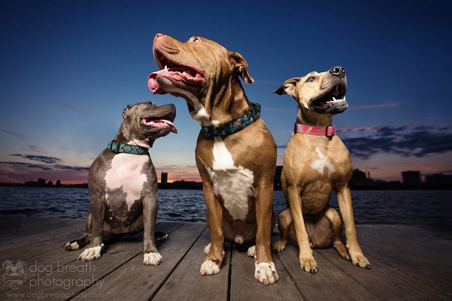 Estos perros no podrían lucir más adorables en esta tierna sesión de fotos 04