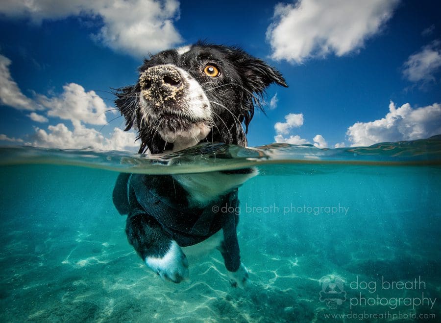 Estos perros no podrían lucir más adorables en esta tierna sesión de fotos 09