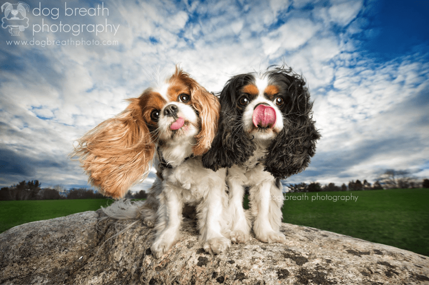 Estos perros no podrían lucir más adorables en esta tierna sesión de fotos 13