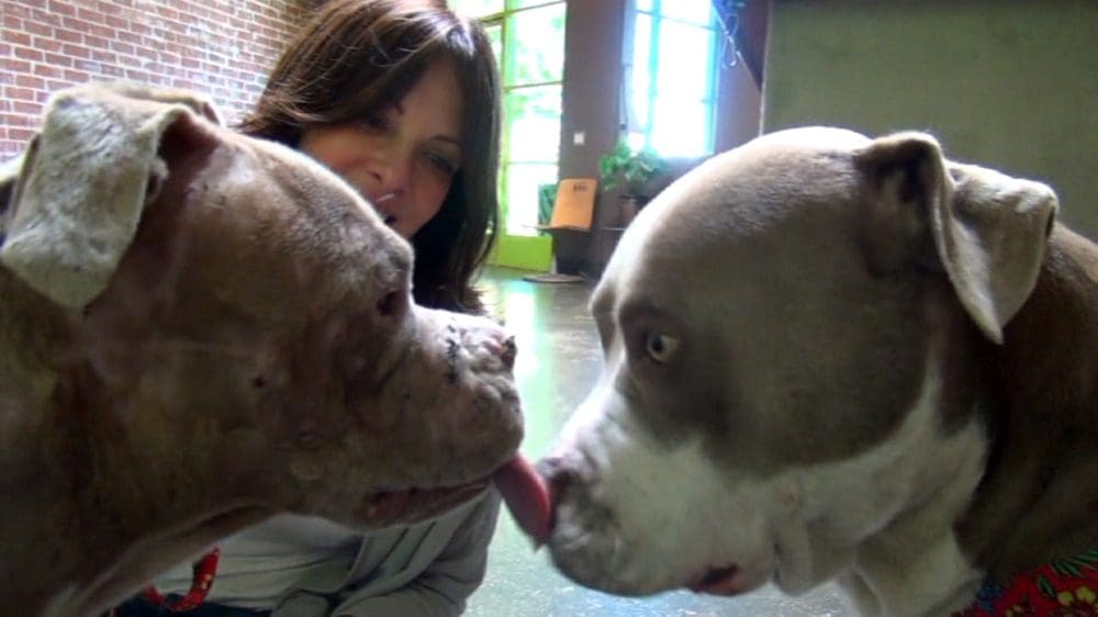 La excelente labor de Hope for Paws y su compromiso por ayudar a perros necesitados 04