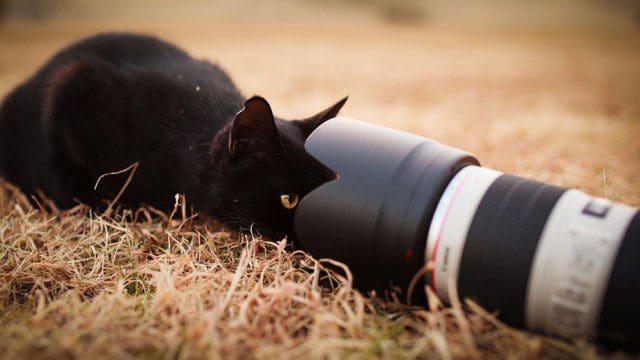 La majestuosidad de los gatos inmortalizada en estas fotos 11