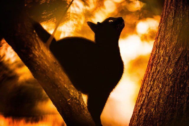 La majestuosidad de los gatos inmortalizada en estas fotos 12